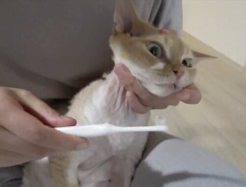 デボンレックス猫の歯磨きをしました(Brushing teeth of Devon Rex cat)
