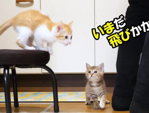 ふたりボッチの子猫がご飯に気づて、おじに飛びかかる。【赤ちゃん猫　保護猫】