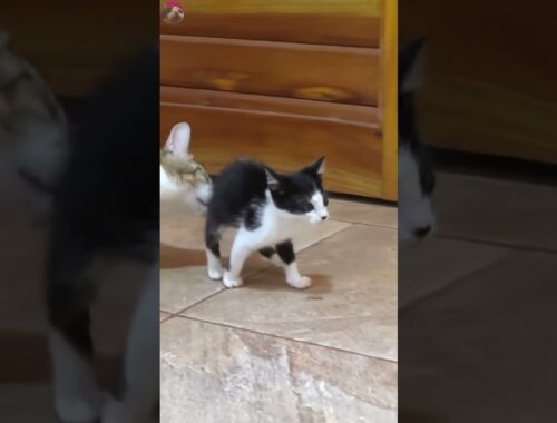 New kitten surprised meeting with older cat for the first time  #shorts