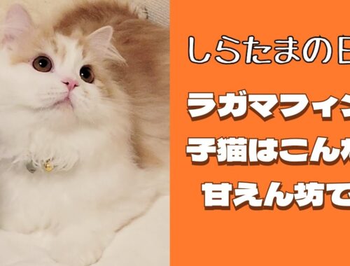 ラガマフィンの子猫はこんなに甘えん坊！？#ラガマフィン #猫動画 #子猫 #cat