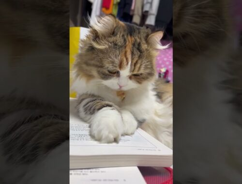 공부 방해하는 고양이(내가 공부 못하는 이유) #고양이 #먼치킨킨카로우 #아루 #cats #cutecat #고양이일상 #먼치킨 #아기고양이 #집사 #munchkin