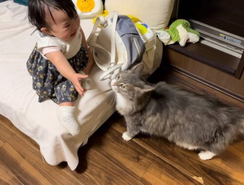 寝起きで機嫌が悪い赤ちゃんにも再会の挨拶をする猫　ノルウェージャンフォレストキャット　A cat worriedly approaching a crying baby