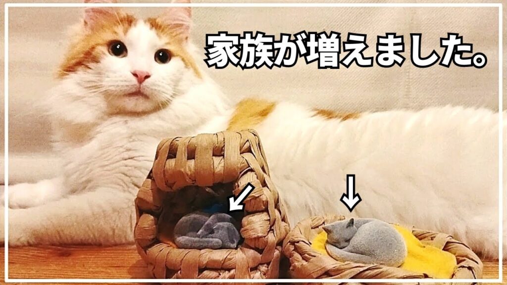 小さな猫2匹に猫ちぐらを作る【あんもにゃいととメインクーン】