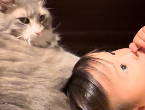 赤ちゃんから名前呼び練習をされる猫　ノルウェージャンフォレストキャット　ラガマフィンA cat whose name is called by a baby.