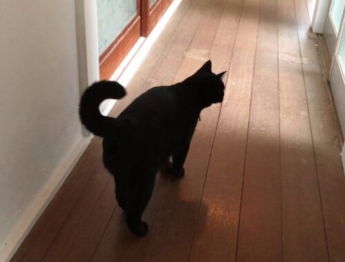 黒猫寅次郎のかわいい鳴き声 ☆ Black　bombay cat（黒のボンベイ猫）
