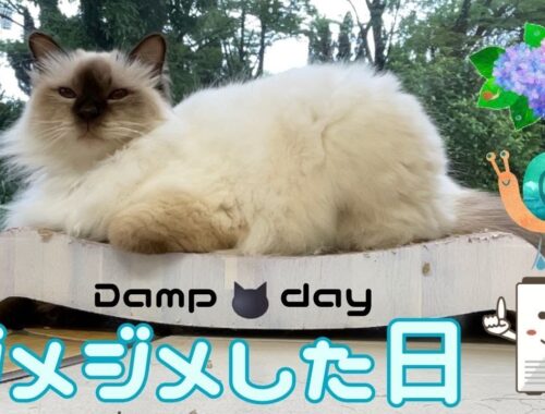 バーマン猫ラフ【ジメジメした日】Damp day（バーマン猫）Birman/Cat