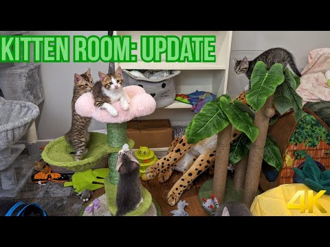 Active kittens and adoption update