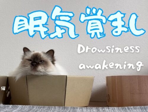 バーマン猫ラフ【眠気覚まし】Drowsiness awakening（バーマン猫）Birman/Cat