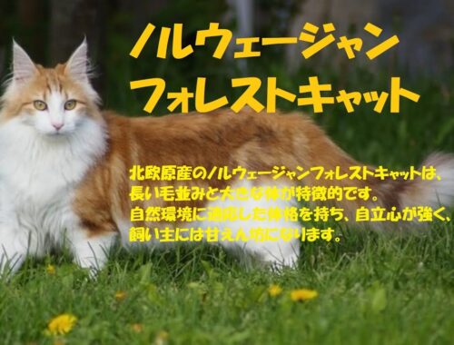 「穏やかな巨大猫：ノルウェージャンフォレストキャットについて知ろう」かわいい・きれい・人なっこい