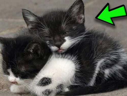 Two Kittens Found Comfort in Each Other's Arms Before Being Put to Sleep