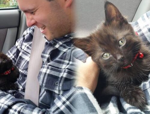 Shelter Kitten Chooses This Man And Never Leaves His Arms Again