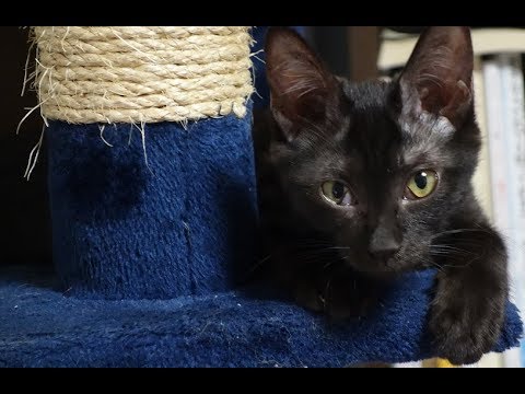 子猫の鳴き声がかわいすぎる・・・！　新しい家族の黒猫　ムーちゃんです　マミムの記録15