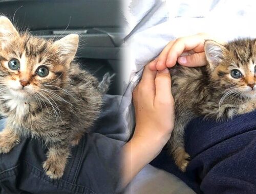 Stray Kitten Chooses a Family And Won't Stop Thanking Them For Their Love