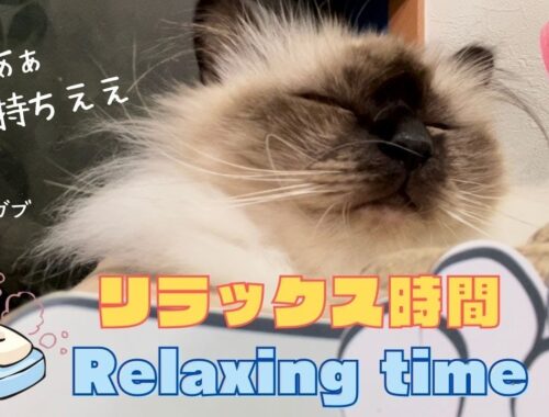 幸福度が上がる【リラックス時間】Relaxing time（バーマン猫）Birman/Cat