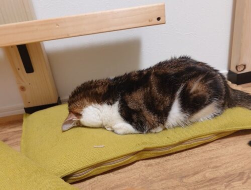 信じがたい姿勢で眠る子猫…これが本当の土下寝？？