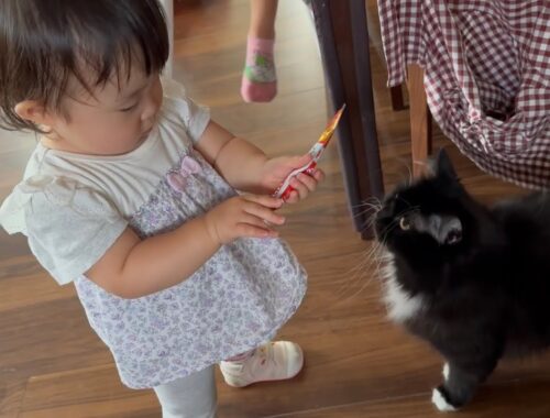 オヤツあげたい赤ちゃんに追いかけられる猫　ノルウェージャンフォレストキャット　ラガマフィンA cat with a baby who wants to give a snack.