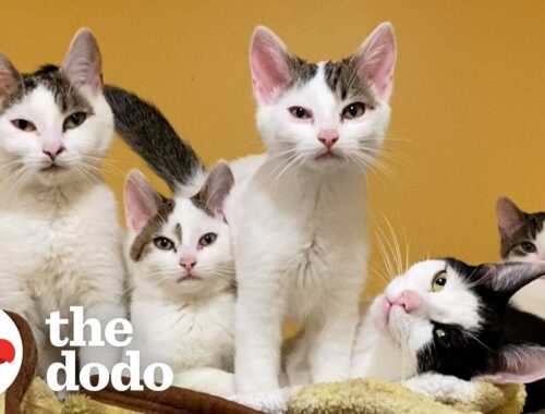 Sister Cats Take Turns Being Moms To Their Eight Kittens | The Dodo