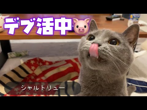 デブ活中の猫がこちらです🐷【シャルトリュー】