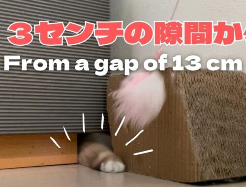 バーマン猫ラフ【１３センチの隙間から】From a gap of 13 cm（バーマン猫）Birman/Cat