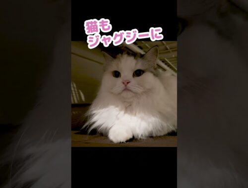 猫をジャグジーに入れてみた #Shorts【関西弁でしゃべる猫】
