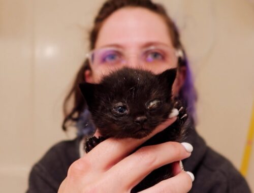 You guessed it.....More kittens! (welcome little disasters) | Fortheloveofkittenrescue