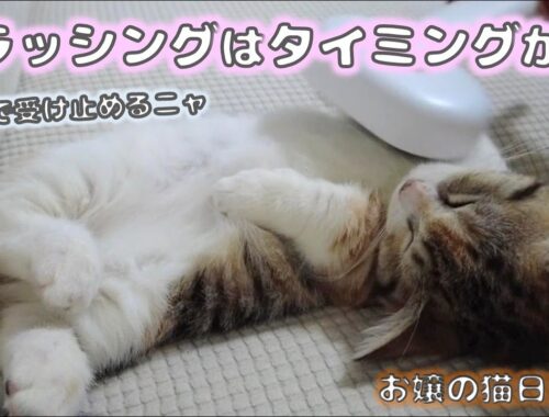 子猫のブラッシングはタイミングが命【お嬢の猫日記 / OJO- CAT DAILY】