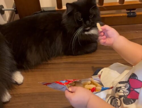 わざわざ目の前でオヤツを食べ始める赤ちゃんに困惑する猫　ラガマフィン　A cat confused by a baby eating treats in front of him