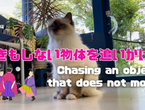 バーマン猫ラフ【動きもしない物体を追いかける】Chasing an object that does not move（バーマン猫）Birman/Cat