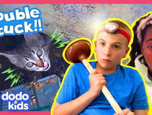 Sewer Heroes Save Kitten And A Mystery Animal Stuck In A Box! | Dodo Kids | Rescued!