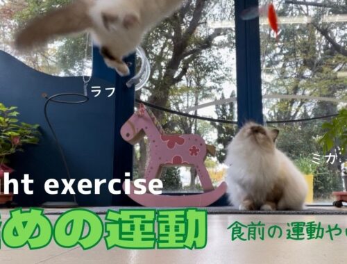 バーマン猫たちの食前のルーティンワーク【軽めの運動】Light exercise （バーマン猫）Birman/Cat