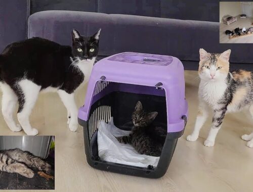 The kitten I rescued from a traffic accident regained its health and new friends. Real Cat House