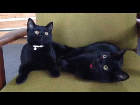 黒猫ボンベイ赤ちゃん。生後4ヶ月経過！Black bombay cat（黒のボンベイ猫）