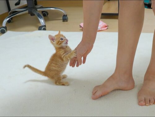 A Kitten Holding Hands and Asking Its Owner to Play with it