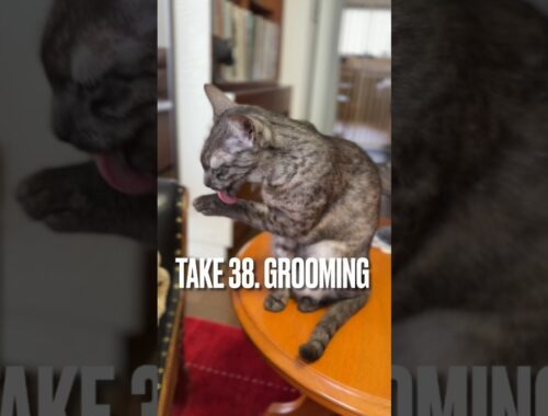 食後の#グルーミング にゃ #grooming #猫 #エジプシャンマウ #shorts