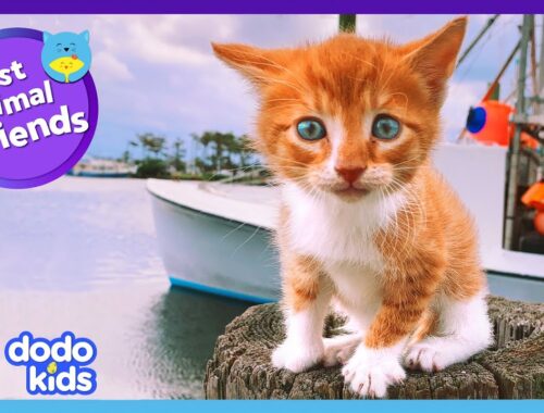 This Cute Kitten Thinks She's A Puppy! | Dodo Kids | Best Animal Friends