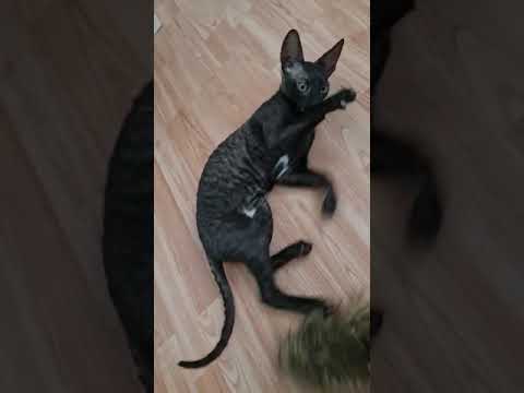 Cornish Rex in black,  first day at home, september 2020.