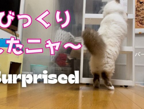 バーマン猫ラフとガブ【びっくりしたニャ〜】Surprised（バーマン猫）Birman/Cat