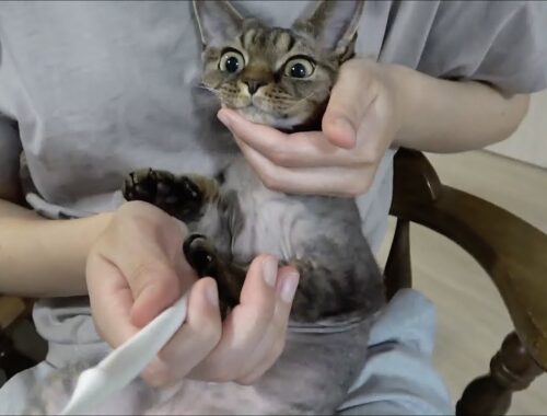 デボンレックス子猫の初めての歯磨き(Brushing teeth of Devon Rex kitten for the first time)