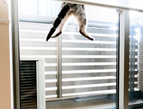 謎に窓に大ジャンプをする猫【アメリカンショートヘアー】
