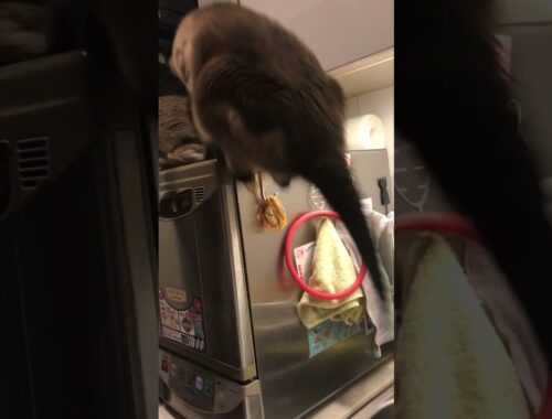 食洗機の上で場所取り合戦のシンガプーラとたぬき猫なのにゃ♪