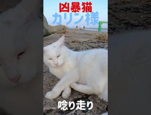 あの凶暴猫のカリン様 唸り走りが良く似合う #shorts 日本猫 Japanese cats