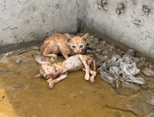One kitten did not survive, we found two kittens in a cold and thin state lying on the water