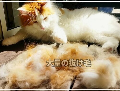 これがリアルな長毛猫の換毛期。ファーミネーターでごっそり！【メインクーン】