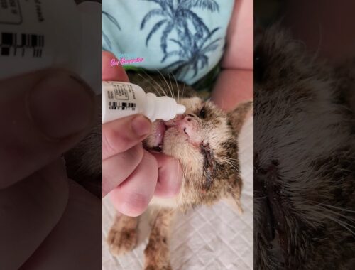 Atlas Update #catrescue #kitten #kittenrescue #cat #rescue #animalrescue