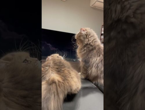 ラガマフィン　姉猫対妹猫 #猫のいる暮らし #ラガマフィン #子猫動画