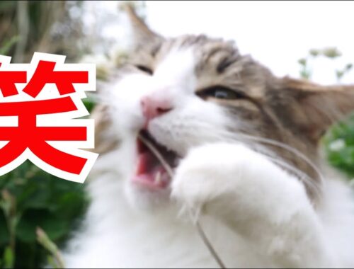 【猫 メインクーン】おもしろかわいいマロちゃんねる動画集