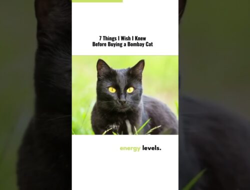 7 things i wish i knew before buying a bombay cat