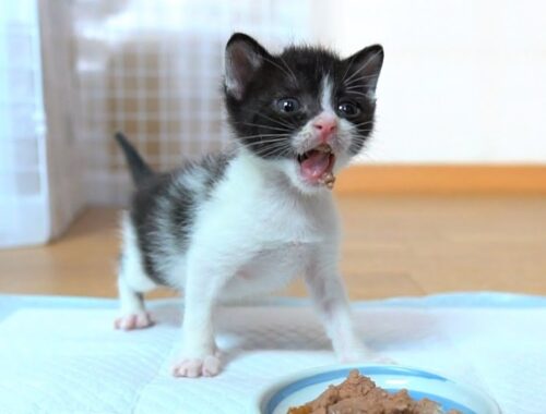 【生後27日】離乳食が美味しすぎてもりもり食べる子猫【保護子猫】