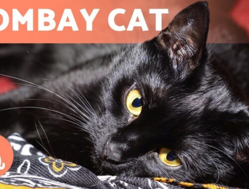 BOMBAY CAT 🐱 Characteristics, Care and Health! 🐾