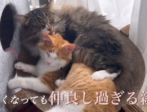 仲良し過ぎる父猫と子猫【ノルウェージャンフォレストキャット】